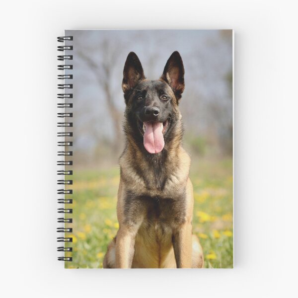 Item preview, Happy Belgian Malinois Tongue Out Portrait designed and sold by VanGaldo.