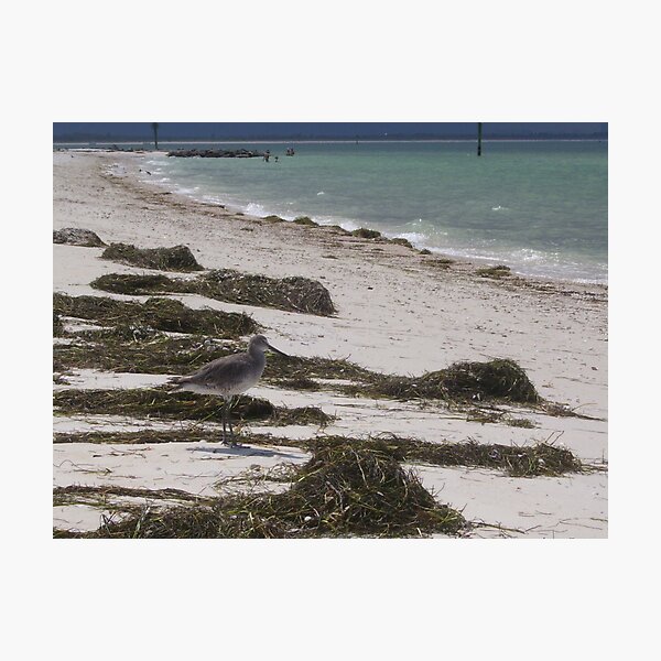 Item preview, Waters Edge designed and sold by Ilene Clayton.