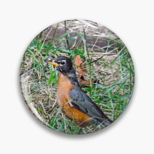 Item preview, Alert American Robin  designed and sold by Astute-Artio-Photography.