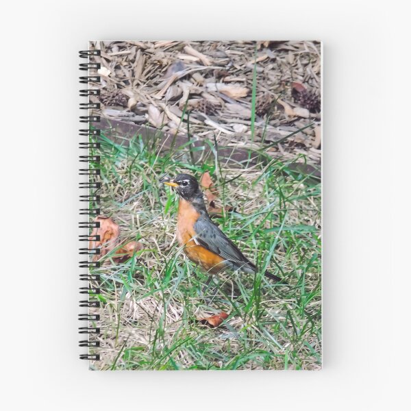 Item preview, Alert American Robin  designed and sold by Astute-Artio-Photography.