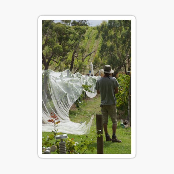 Item preview, Nets on in the Vineyard - Magpie Springs - Adelaide Hills Wine Region - Fleurieu Peninsula - Winery designed and sold by MagpieSprings.