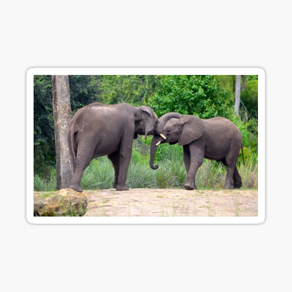 African Elephants Interacting Sticker