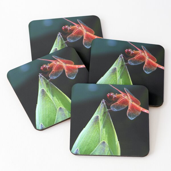 Item preview, Libélula roja sobre capullo de loto — Estanque de carpas koi de la biblioteca Huntington designed and sold by kornkobart.