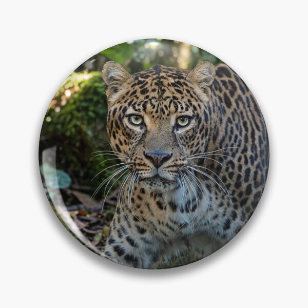 Item preview, Leopard in Lush Jungle designed and sold by Savannah Gibbs.