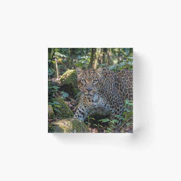 Item preview, Leopard in Lush Jungle designed and sold by Savannah Gibbs.