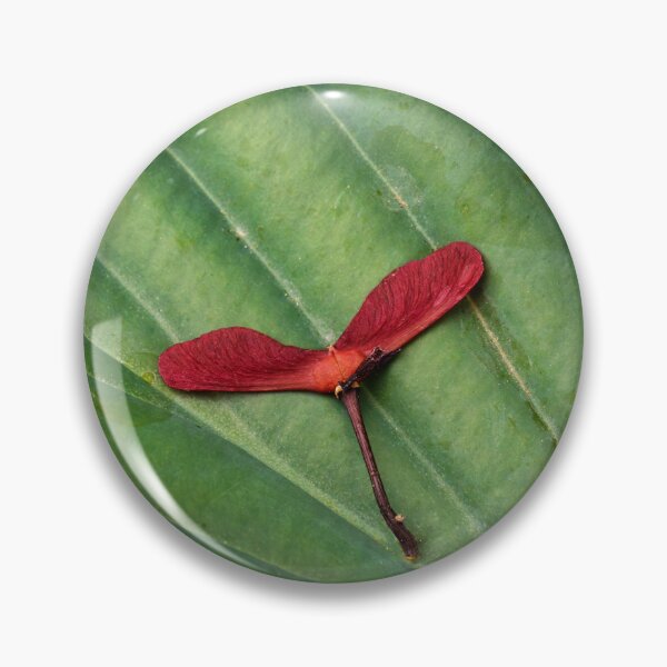 Item preview, Vaina de semilla de arce japonés sobre hoja de hosta designed and sold by LarsOlofPhoto.