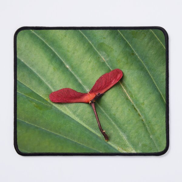 Item preview, Japanese Maple Seedpod On Hosta Leaf designed and sold by LarsOlofPhoto.
