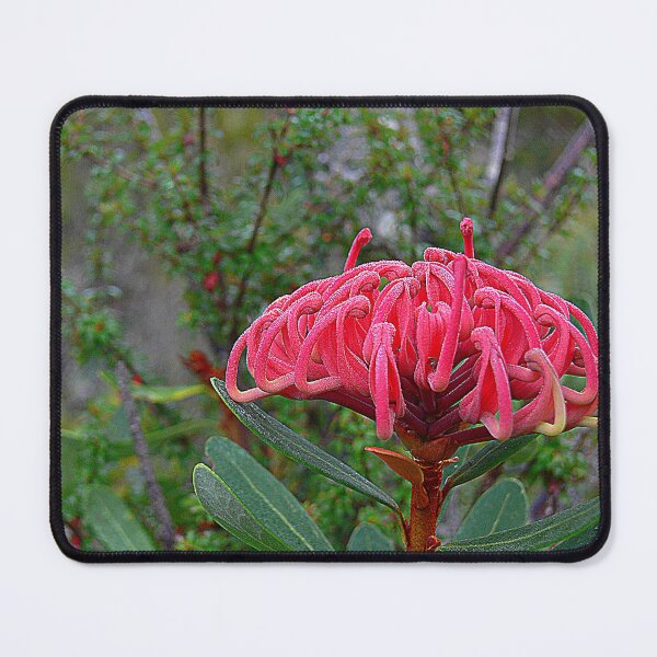 Item preview, Tassie Red designed and sold by Larry Davis.
