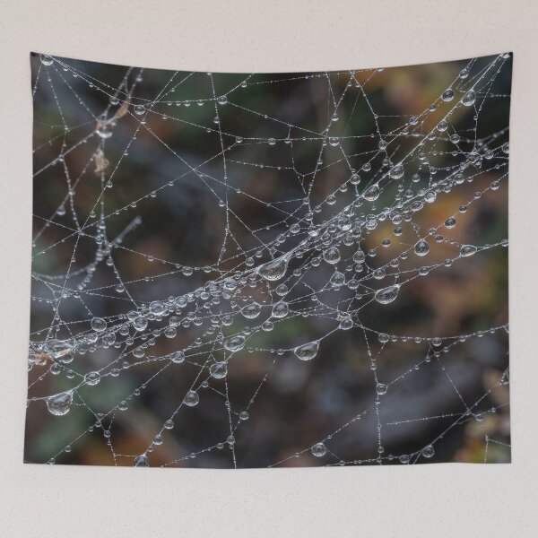 Item preview, Mist Droplets on a Spiderweb Made Visible by Morning designed and sold by ASSEMBLE WONDER.