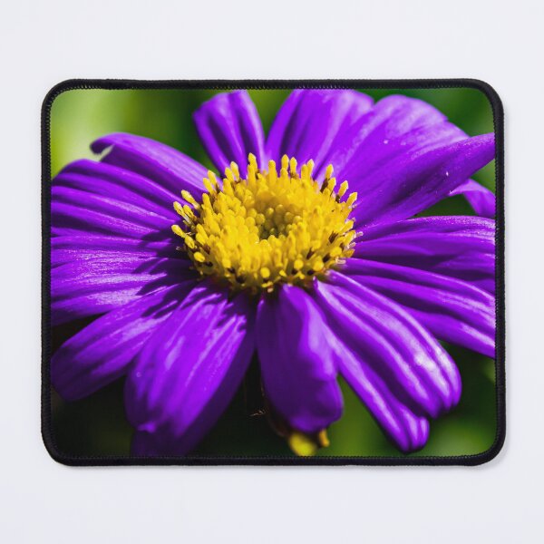 Item preview, Purple Daisy Macro designed and sold by Birds & Beans Photography.