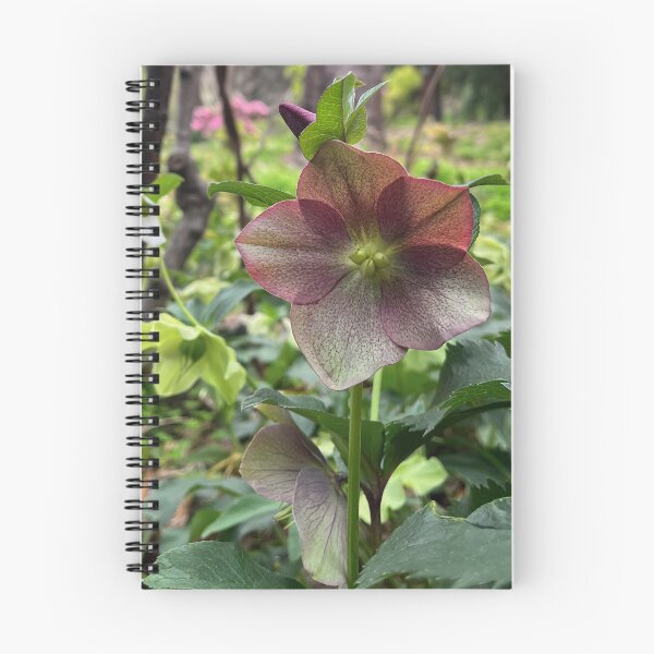 Item preview, Burgundy Hellebore in the Woodland Garden designed and sold by Be Captured by Brittany Emma.