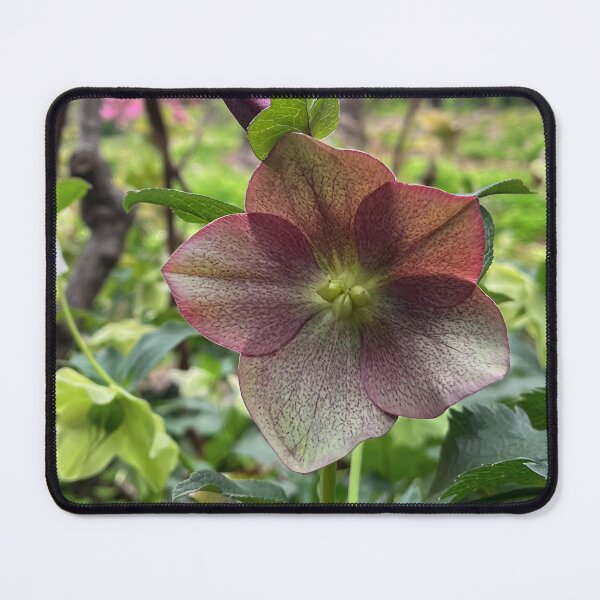 Item preview, Burgundy Hellebore in the Woodland Garden designed and sold by Be Captured by Brittany Emma.