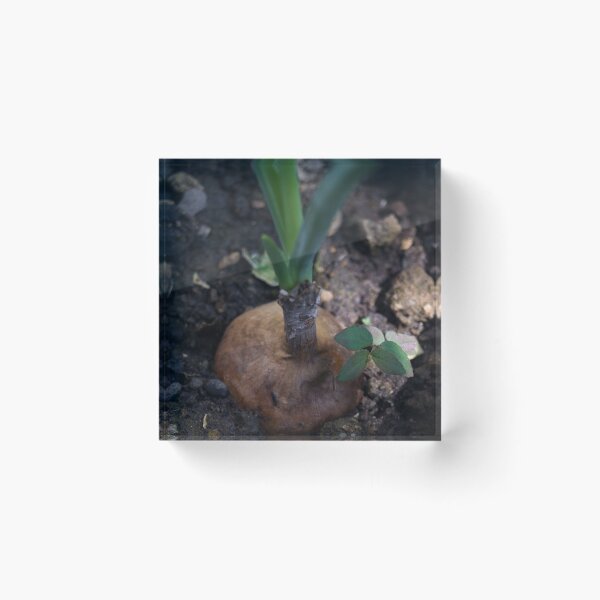 Item preview, yellow onion or brown onion designed and sold by ROSE ANN BANILAR.