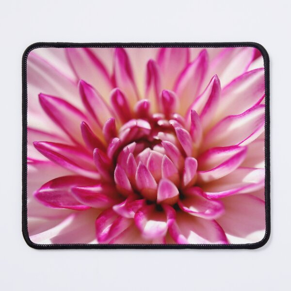 Item preview, A Gorgeous White Pink Dahlia Is Blooming designed and sold by JonnaHurmerinta.