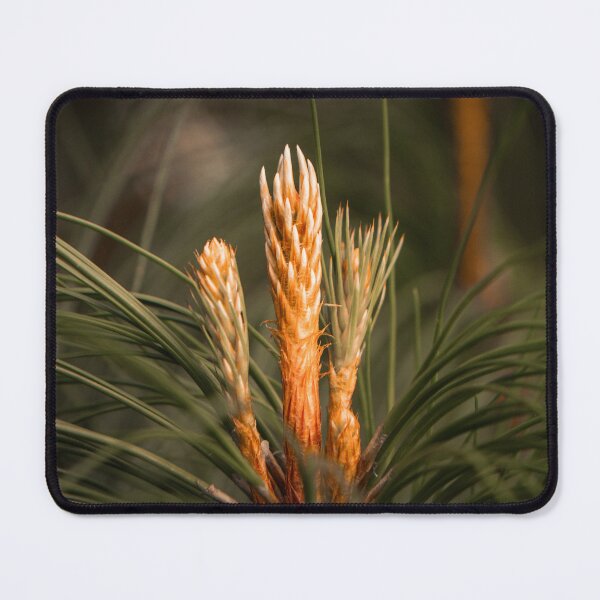 Item preview, Pine Candle Growth On Pine Tree Branch Close Up designed and sold by Mylieton.