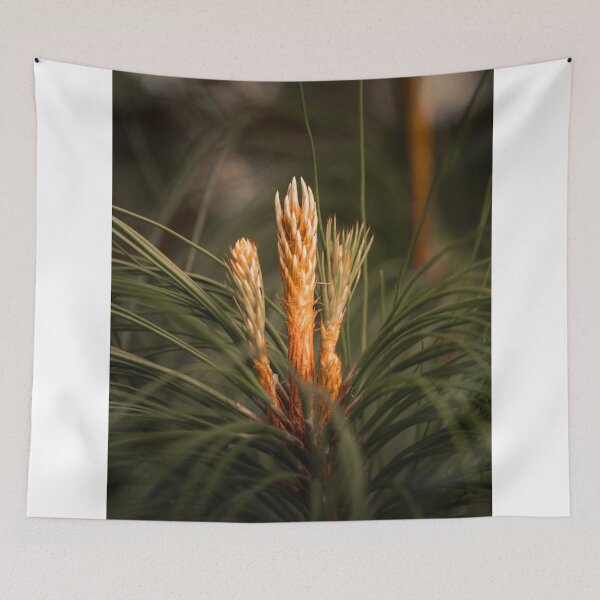 Item preview, Pine Candle Growth On Pine Tree Branch Close Up designed and sold by Mylieton.