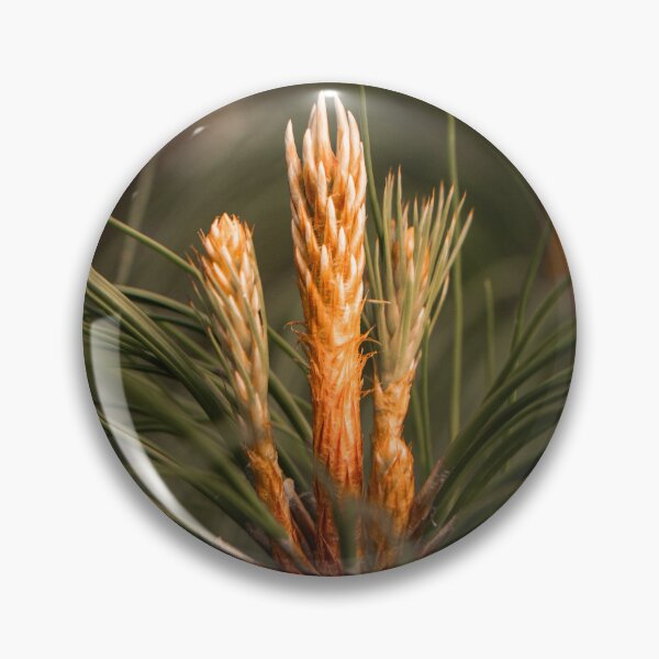 Item preview, Pine Candle Growth On Pine Tree Branch Close Up designed and sold by Mylieton.