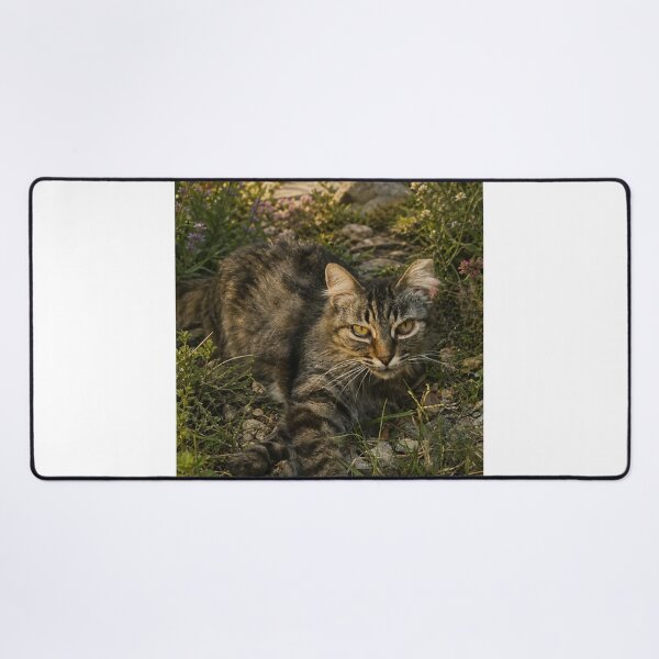 Item preview, A beautiful old, stray, and lonely cat designed and sold by GoodPlaceToShop.