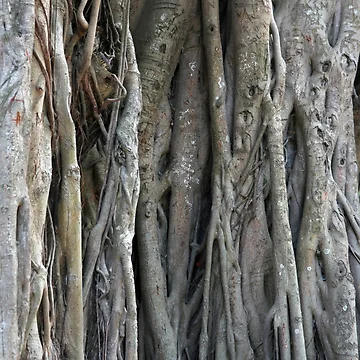 Artwork thumbnail, Trunk and Roots by Alexandra Lavizzari