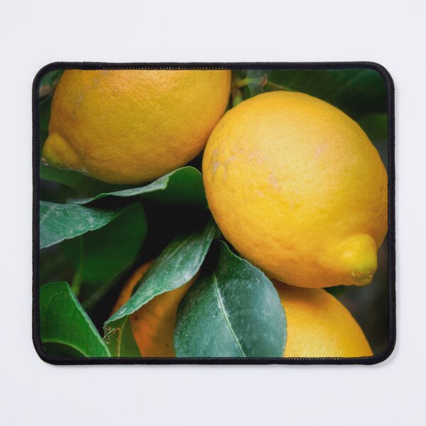 Item preview, Fresh Ripe Yellow Lemons Growing On Tree Branch designed and sold by Maveryc.