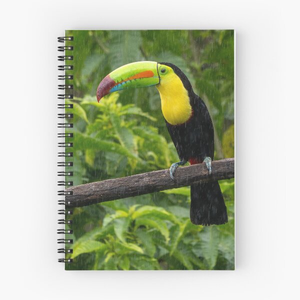 Item preview, Keel Billed Toucan Perched On Branch In Gentle Rain designed and sold by Maveryc.