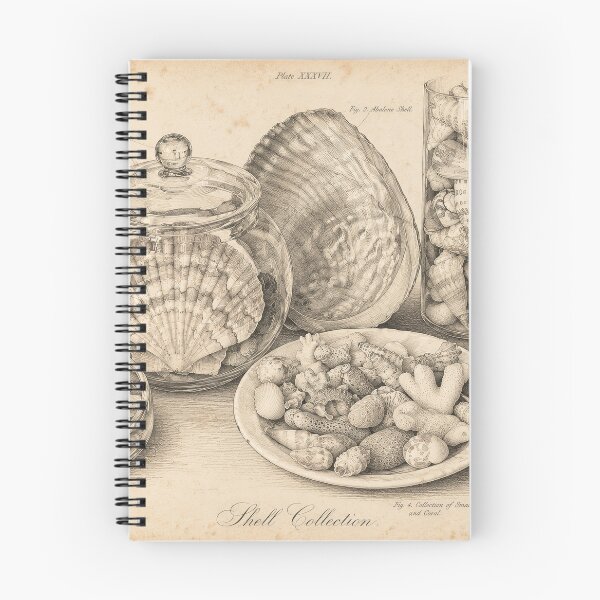 Item preview, Shell collection poster designed and sold by Dreaming Shell.