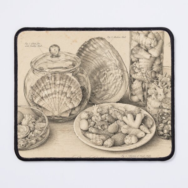 Item preview, Shell collection poster designed and sold by Dreaming Shell.