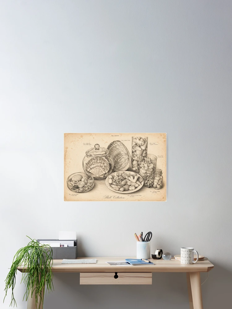 Thumbnail 2 of 3, Poster, Shell collection poster designed and sold by Dreaming Shell.