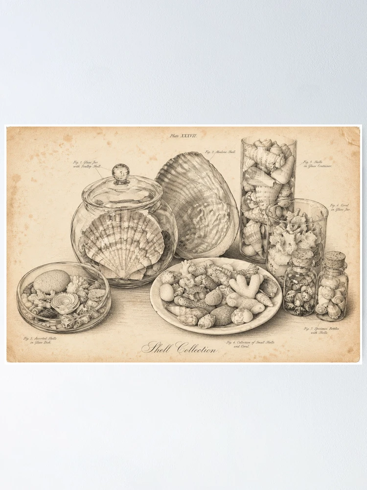Thumbnail 1 of 3, Poster, Shell collection poster designed and sold by Dreaming Shell.