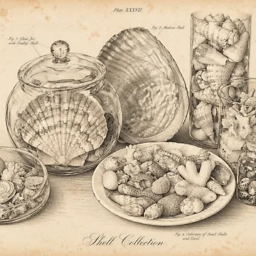 Artwork thumbnail, Shell collection poster by Dreaming Shell