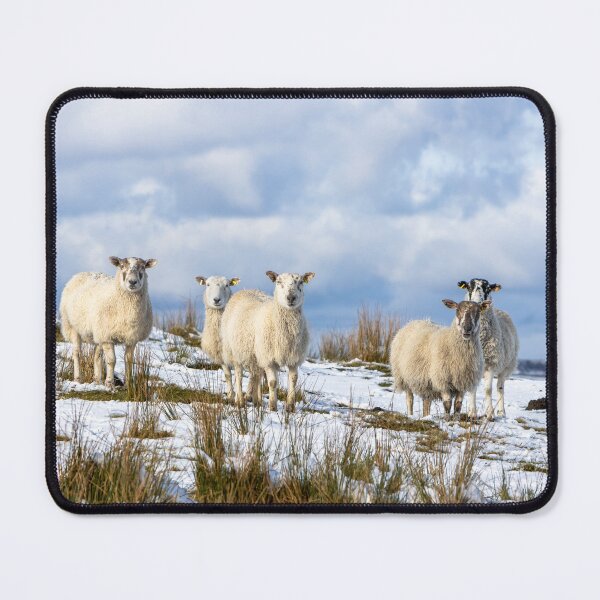 Item preview, Sheep in the Snow designed and sold by Jane Stanley Photography.