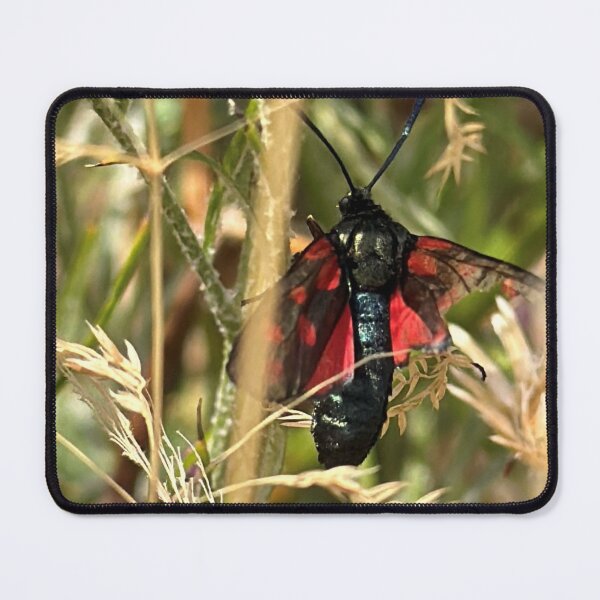 Item preview, Crimson and Emerald Burnet Moth Amidst Summer Grasses designed and sold by Astute-Artio-Photography.