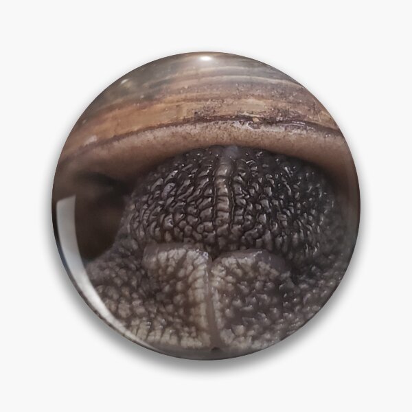 Item preview, Garden Snail Up Close — Textured Macro Photography designed and sold by RavinEnd.
