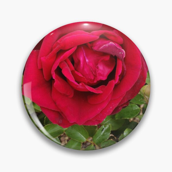 Item preview, Deep Red Rose in Full Bloom — Garden Rose Photography designed and sold by RavinEnd.
