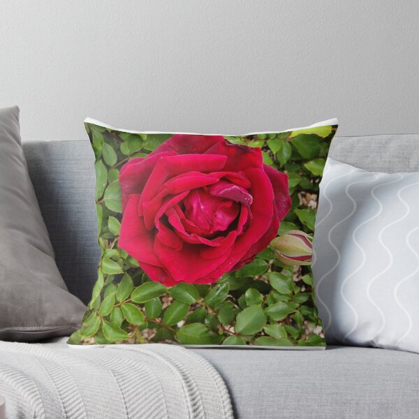 Item preview, Deep Red Rose in Full Bloom — Garden Rose Photography designed and sold by RavinEnd.