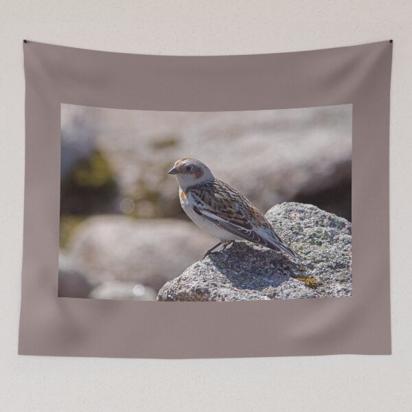 Item preview, Snow Bunting on Cairngorm designed and sold by Jamie  Green.