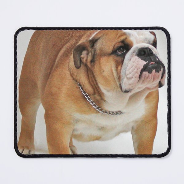 Item preview, Fawn English Bulldog Full Body Photo designed and sold by VanGaldo.