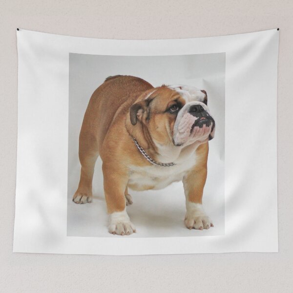 Item preview, Fawn English Bulldog Full Body Photo designed and sold by VanGaldo.