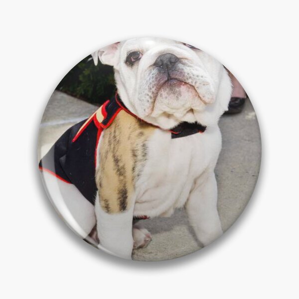Item preview, Adorable White Bulldog Wearing Dog Clothes designed and sold by VanGaldo.