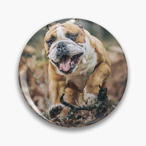 Item preview, Active English Bulldog Playtime Action Photo designed and sold by VanGaldo.