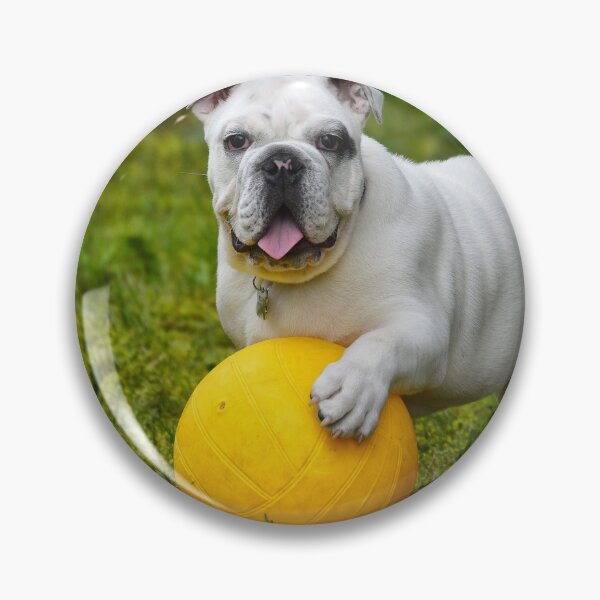 Item preview, White English Bulldog Puppy Playing Yellow Ball designed and sold by VanGaldo.
