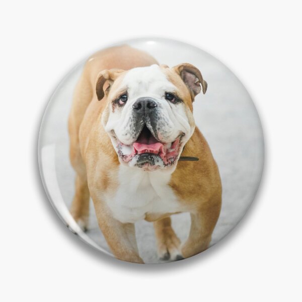 Item preview, Smiling English Bulldog Walking Full Body designed and sold by VanGaldo.