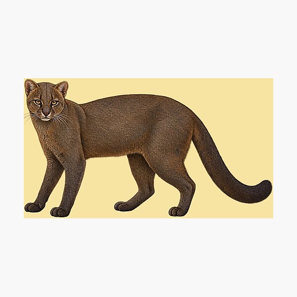 Artikelvorschau, Jaguarundi entworfen und verkauft von RAMIRELLI.