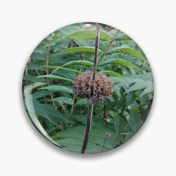 Artikelvorschau, Dried Seed Heads Among Lush Green Leaves entworfen und verkauft von PhuongVoArt.