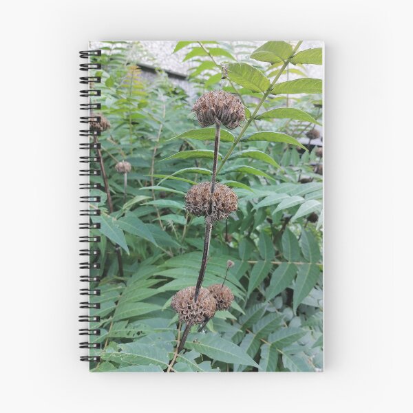 Artikelvorschau, Dried Seed Heads Among Lush Green Leaves entworfen und verkauft von PhuongVoArt.