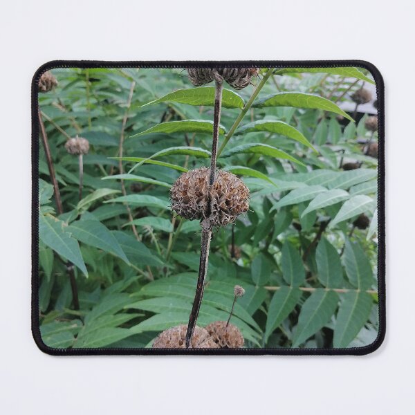 Item preview, Dried Seed Heads Among Lush Green Leaves designed and sold by PhuongVoArt.