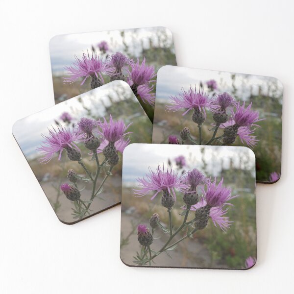 Item preview, Spotted Knapweed Blooming on a Highway Sidewalk designed and sold by concretebotany.