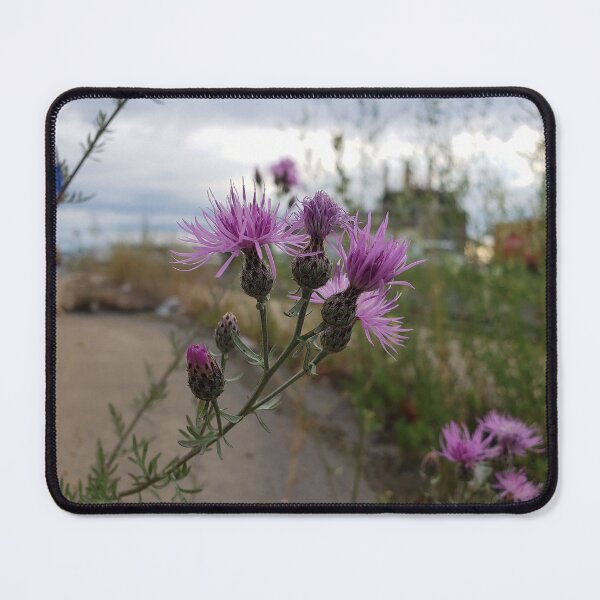Item preview, Spotted Knapweed Blooming on a Highway Sidewalk designed and sold by concretebotany.