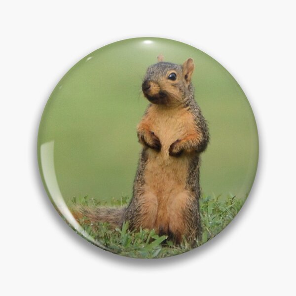 Item preview, Fox Squirrel on Alert designed and sold by Ben Waggoner.