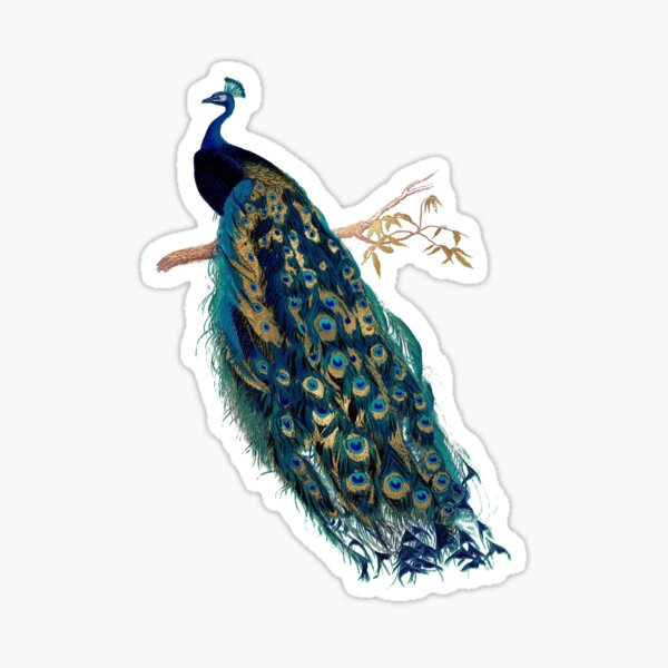 Vintage Peacock  Sticker